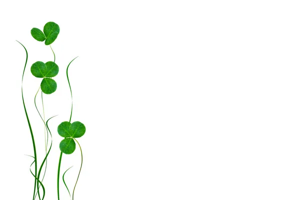 Yeşil yonca izole üzerinde beyaz arka plan bırakır. St.Patrick'ın — Stok fotoğraf