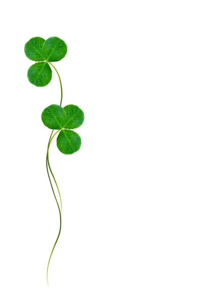 Yeşil yonca izole üzerinde beyaz arka plan bırakır. St.Patrick'ın — Stok fotoğraf