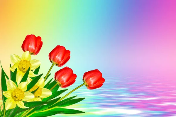Flores de primavera brillantes y coloridas narcisos y tulipanes — Foto de Stock