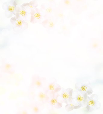 Yasemin şube hassas bahar çiçekleri beyaz