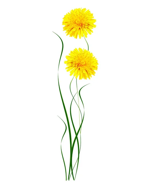 Fluffy dandelion flower isolated on white background. — Stock Photo, Image