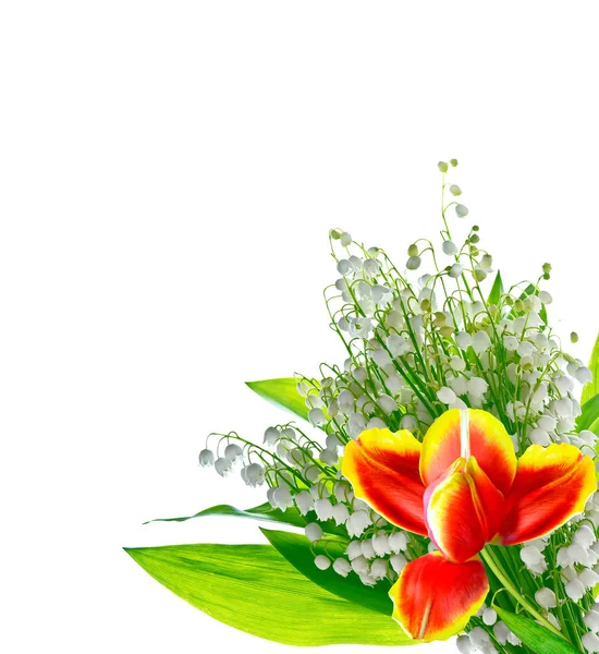 Bahar çiçekleri beyaz arkaplanda izole laleler. — Stok fotoğraf