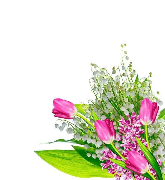 Lente bloemen tulpen geïsoleerd op witte achtergrond. — Stockfoto