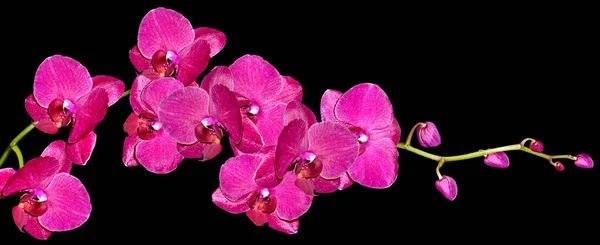 Orchideenblume isoliert auf schwarzem Hintergrund. — Stockfoto