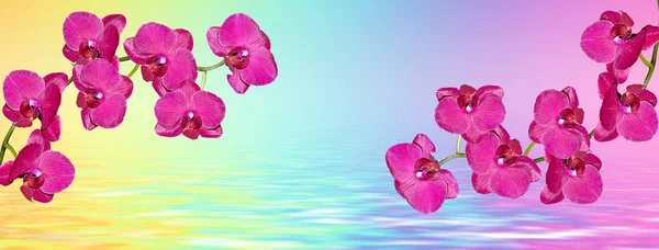 Цветные яркие цветы орхидеи на фоне летнего Иана — стоковое фото