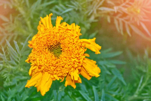 Marigolds φωτεινά και πολύχρωμα λουλούδια. φθινοπωρινό τοπίο. — Φωτογραφία Αρχείου
