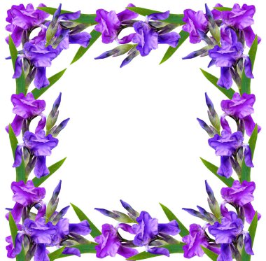 Beyaz arka plan üzerinde izole bahar çiçekleri Iris. 