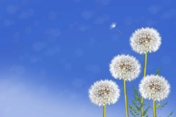 Пухнаста квітка кульбаби на тлі літньої смуги — стокове фото