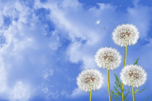 Flor de diente de león esponjosa contra el fondo del lan verano — Foto de Stock