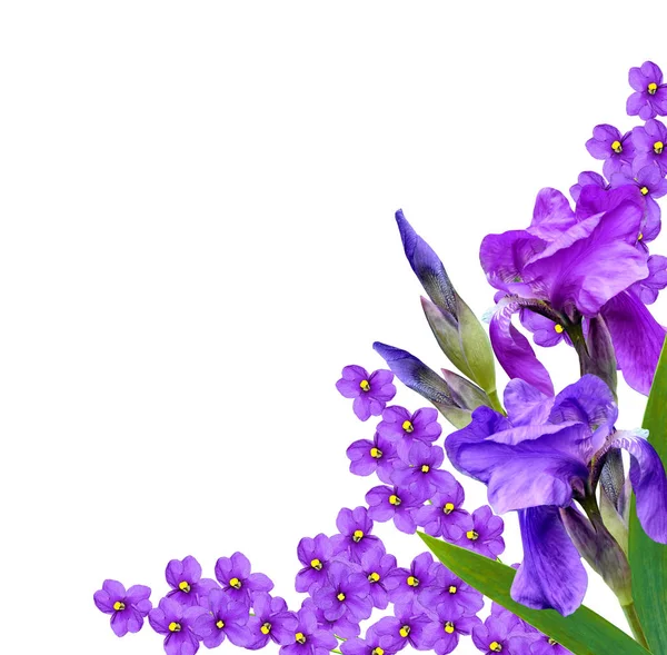 Wiosna Kwiaty iris na białym tle. — Zdjęcie stockowe