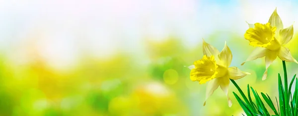 Fényes és színes virágok nárcisz — Stock Fotó
