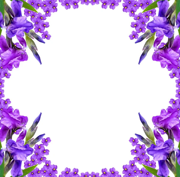 Spring flowers iris isolated on white background. — Stock Photo, Image
