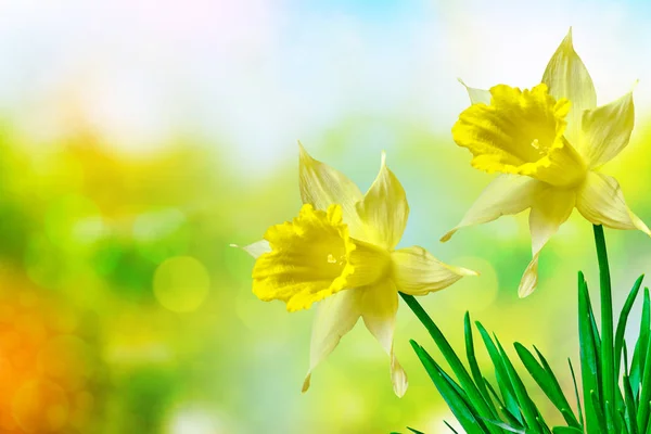 Heldere en kleurrijke bloemen narcissen — Stockfoto