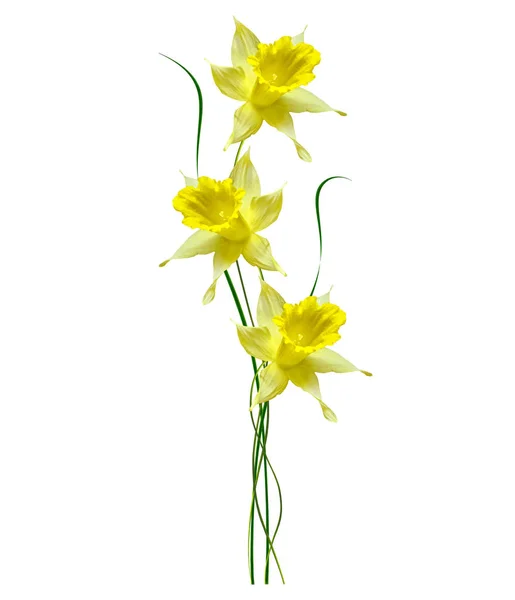 Flores da primavera narciso isolado no fundo branco — Fotografia de Stock