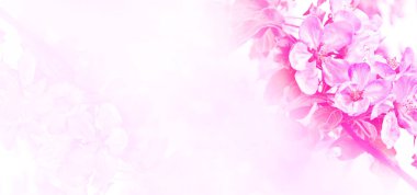 Çiçek açması şube elma.