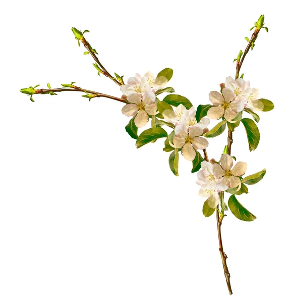 Ramo fiorito di mela isolato su fondo bianco. Primavera — Foto Stock