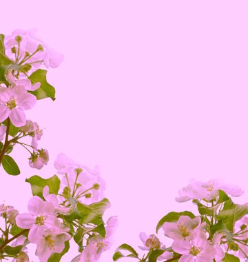 Çiçek açması şube elma.