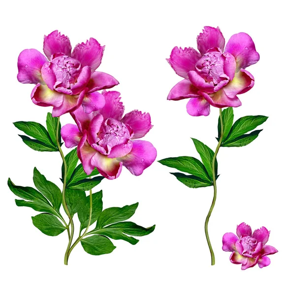 Renkli parlak beyaz arka plan üzerinde izole peonies çiçekler. — Stok fotoğraf