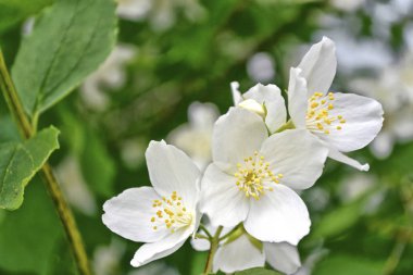 Yasemin şube hassas bahar çiçekleri beyaz