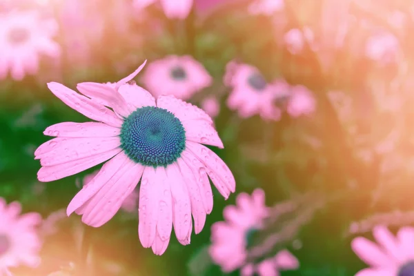 Weiße helle Gänseblümchenblümchen auf einem Hintergrund der Sommerlandschaft — Stockfoto