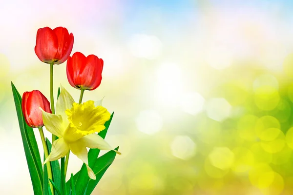 Ljusa och färgglada vårblommor, påskliljor och tulpaner — Stockfoto