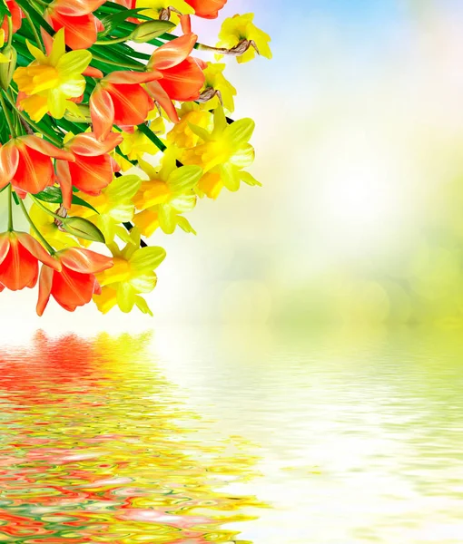 Fiori primaverili luminosi e colorati narcisi e tulipani — Foto Stock