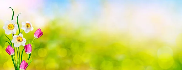 Heldere en kleurrijke lente bloemen narcissen en tulpen — Stockfoto