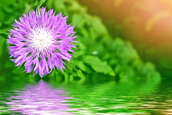 Flores brilhantes e coloridas cornflowers no fundo verão lan — Fotografia de Stock