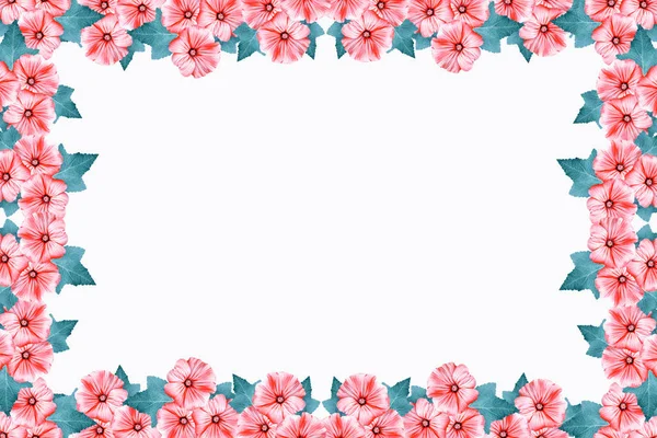 Lavatera flowers isolated on white background. bright flower — Stock Photo, Image