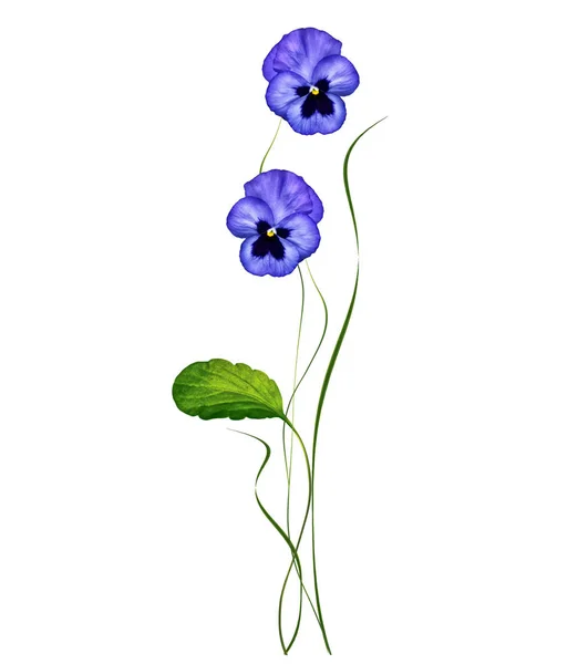 Pansy Violeta con hojas verdes sobre fondo blanco — Foto de Stock