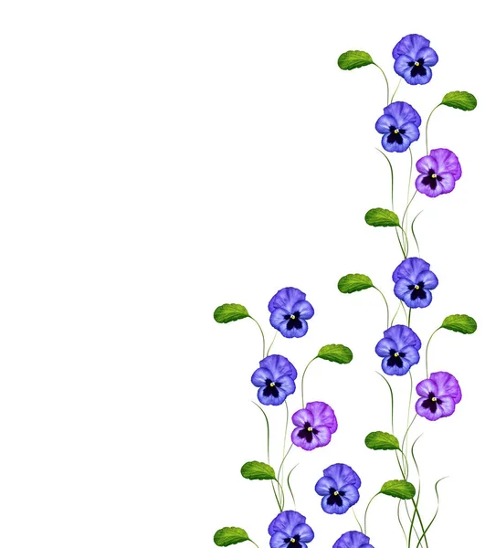 Pansy viola con foglie verdi su sfondo bianco — Foto Stock