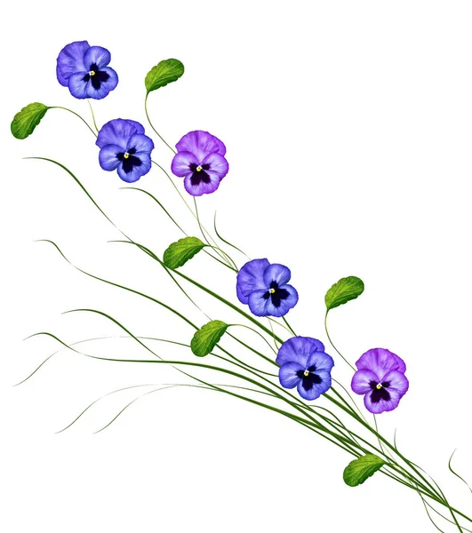 三色堇紫带绿色叶子在白色背景上 — 图库照片