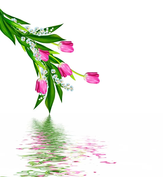 Tavaszi virágok tulipán elszigetelt fehér háttér. — Stock Fotó
