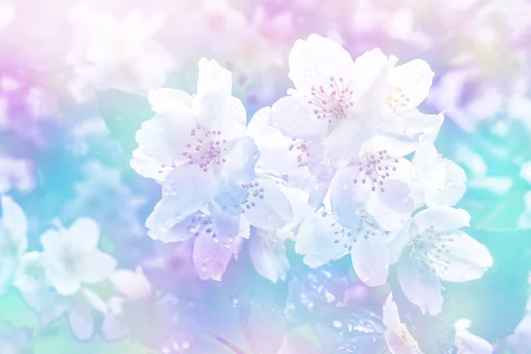 Witte jasmijn de tak delicate Lentebloemen — Stockfoto