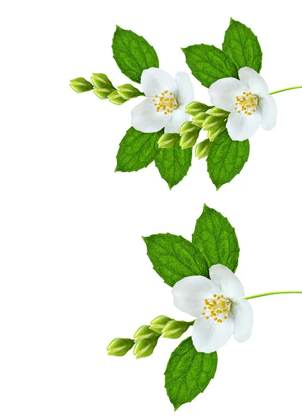 Branch of jasmine flowers isolated on white background — Stock Photo, Image