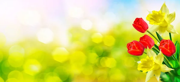 Ljusa och färgglada vårblommor, påskliljor och tulpaner — Stockfoto