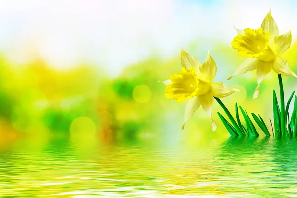 Narcisi di fiori luminosi e colorati — Foto Stock