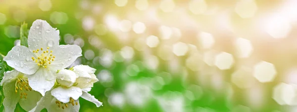 Jasmim branco O ramo delicadas flores de primavera — Fotografia de Stock