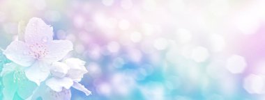 Yasemin şube hassas bahar çiçekleri beyaz