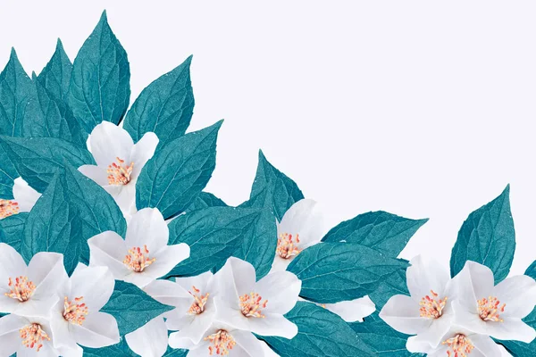 जैस्मीन फूलों की शाखा सफेद पृष्ठभूमि पर अलग — स्टॉक फ़ोटो, इमेज