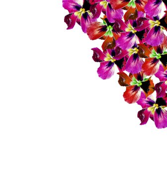 Hercai Menekşe ile yeşil Menekşe beyaz zemin üzerine bırakır.