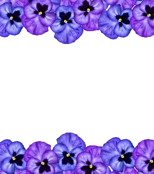 Pansy Violeta con hojas verdes sobre fondo blanco —  Fotos de Stock