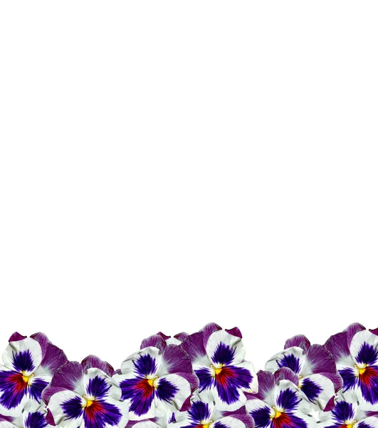 Viooltje violet met groene bladeren op witte achtergrond — Stockfoto