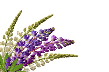 lupines güzel çiçekler üzerinde beyaz bir arka plan