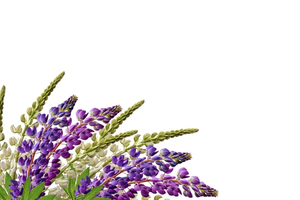 Lupines beautiful flowers on a white background — Stock Photo, Image