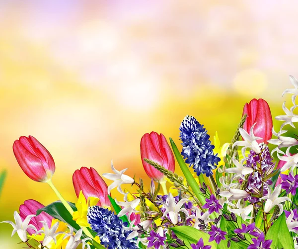 Parlak ve renkli bahar çiçekleri nergis ve laleler — Stok fotoğraf
