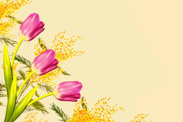 Světlé a barevné jarní květy mimóze a tulipány. — Stock fotografie