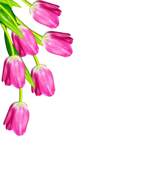 Flori de primăvară lalele izolate pe fundal alb . — Fotografie, imagine de stoc