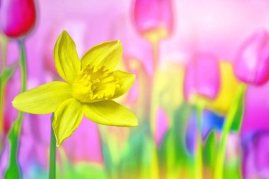 Parlak ve renkli bahar çiçekleri nergis ve laleler