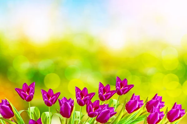 Tulipes de fleurs lumineuses et colorées — Photo